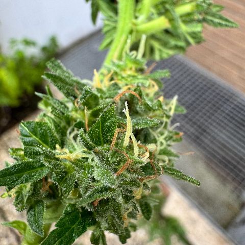 Auto Strawberry Banana growlog photo: Vor und nach Budwash
