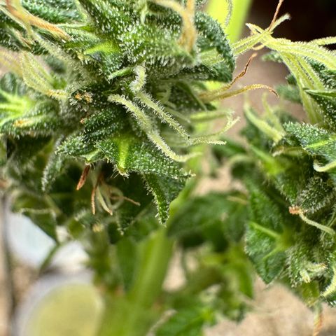 Auto Strawberry Banana growlog photo: Vor und nach Budwash