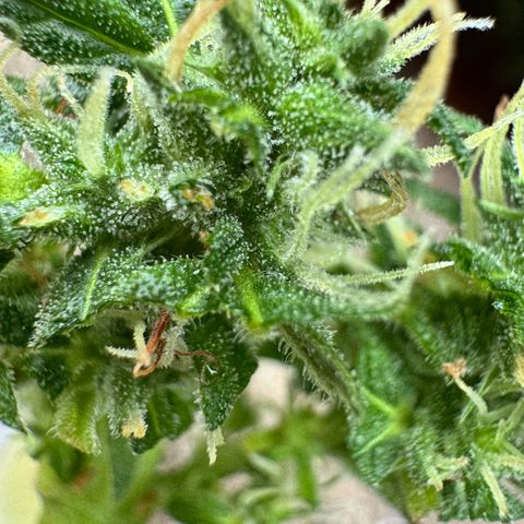 Auto Strawberry Banana growlog photo: Vor und nach Budwash