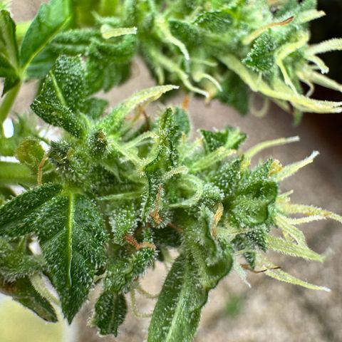Auto Strawberry Banana growlog photo: Vor und nach Budwash