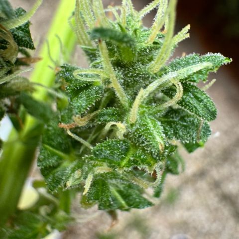 Auto Strawberry Banana growlog photo: Vor und nach Budwash