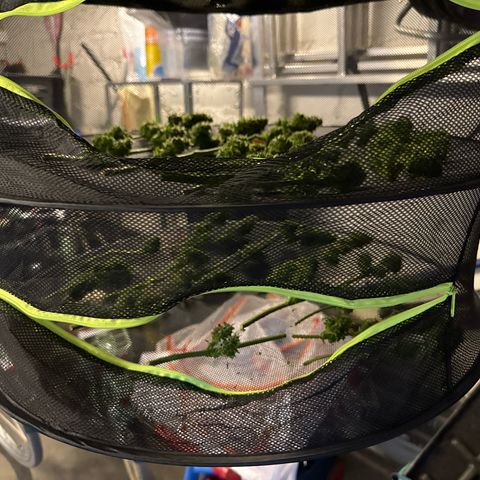 Auto Strawberry Banana growlog timeline photo