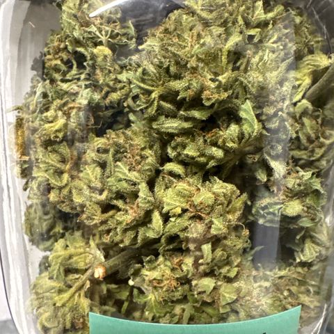 Runtz Auto growlog timeline photo