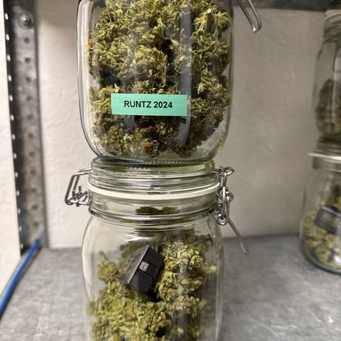 Runtz Auto growlog timeline photo
