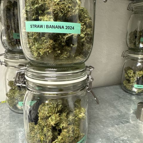 Auto Strawberry Banana growlog timeline photo