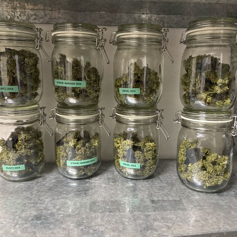 Runtz Auto growlog photo: Class of 2024