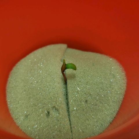 Tanjarina 60x60 growlog timeline photo