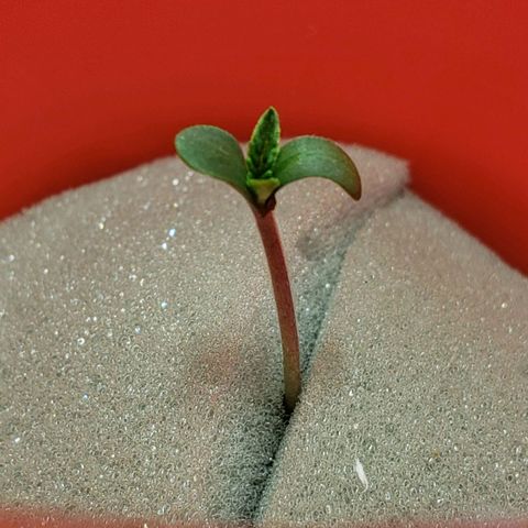Tanjarina 60x60 growlog timeline photo