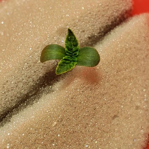 Tanjarina 60x60 growlog timeline photo