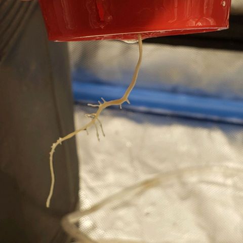 Tanjarina 60x60 growlog timeline photo