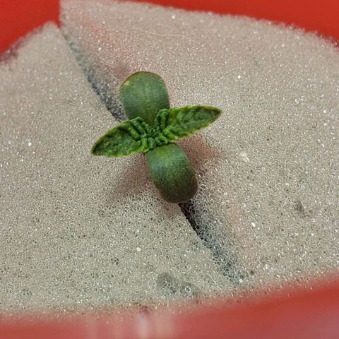 Tanjarina 60x60 growlog timeline photo