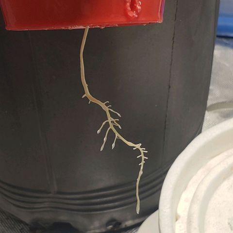 Tanjarina 60x60 growlog timeline photo