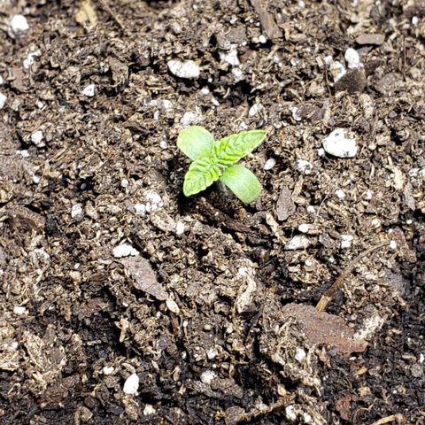 Tanjarina 60x60 growlog timeline photo