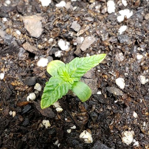 Tanjarina 60x60 growlog timeline photo
