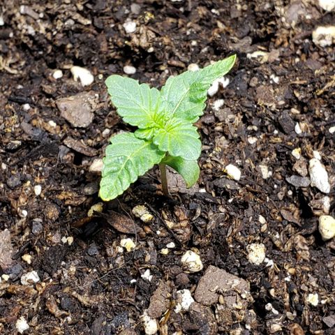 Tanjarina 60x60 growlog timeline photo