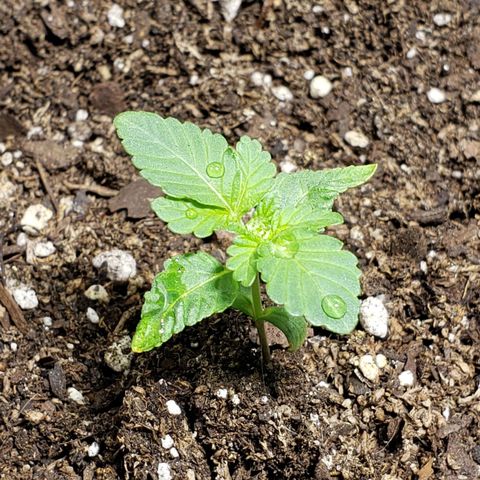 Tanjarina 60x60 growlog timeline photo