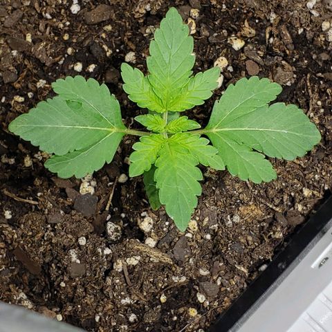 Tanjarina 60x60 growlog timeline photo