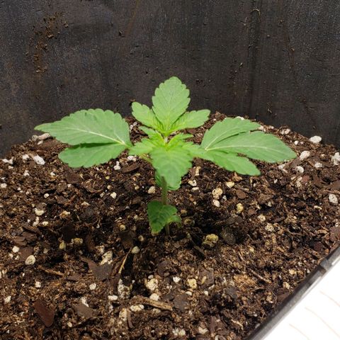Tanjarina 60x60 growlog timeline photo