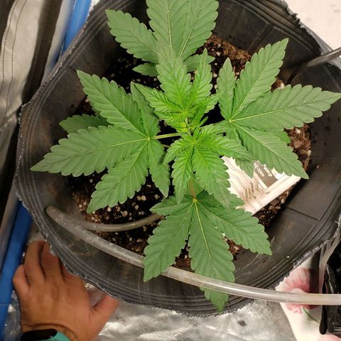 Tanjarina 60x60 growlog timeline photo