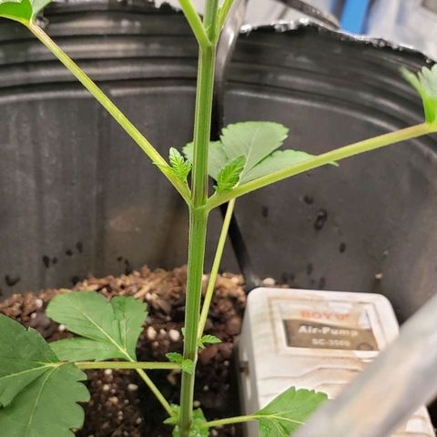 Tanjarina 60x60 growlog timeline photo