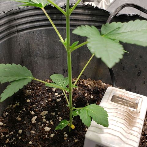 Tanjarina 60x60 growlog timeline photo
