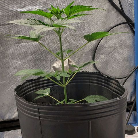 Tanjarina 60x60 growlog timeline photo