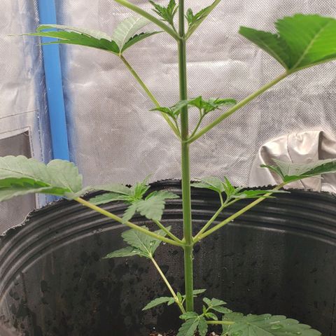 Tanjarina 60x60 growlog timeline photo
