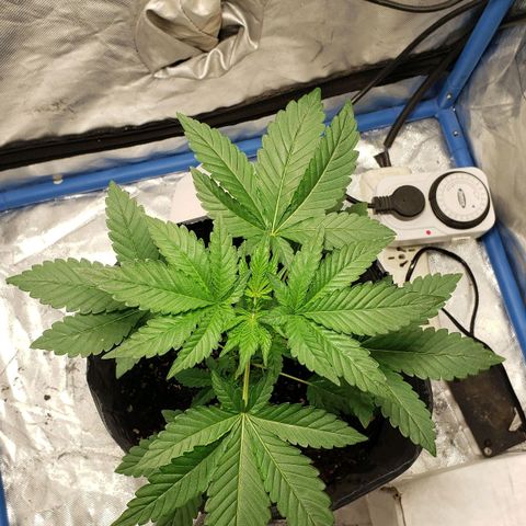 Tanjarina 60x60 growlog timeline photo