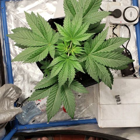 Tanjarina 60x60 growlog timeline photo