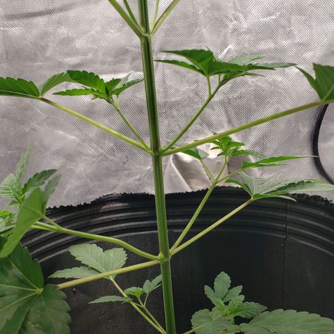 Tanjarina 60x60 growlog timeline photo