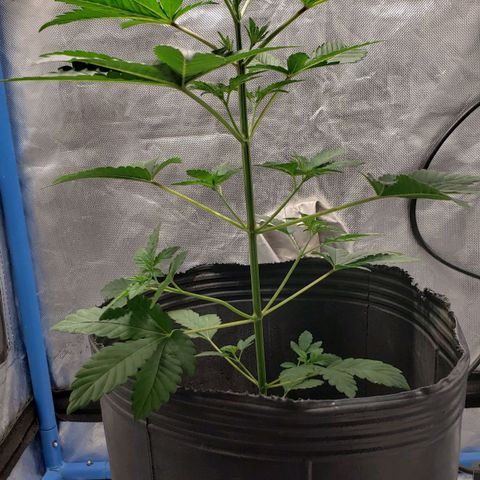 Tanjarina 60x60 growlog timeline photo