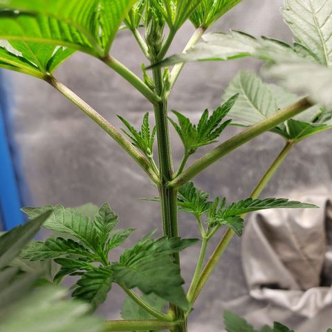Tanjarina 60x60 growlog timeline photo