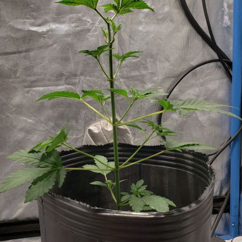 Tanjarina 60x60 growlog timeline photo