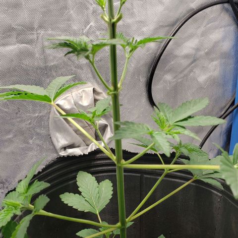 Tanjarina 60x60 growlog timeline photo