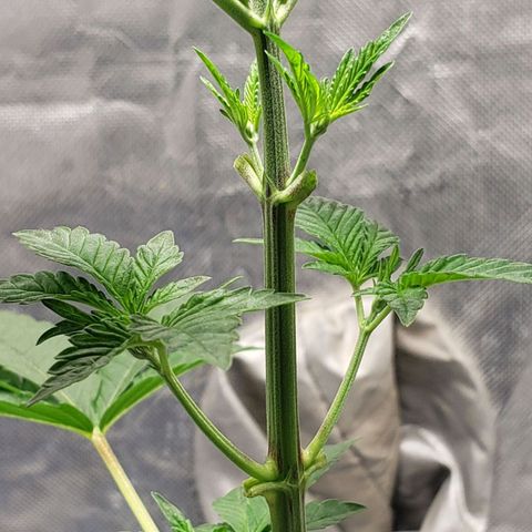 Tanjarina 60x60 growlog timeline photo