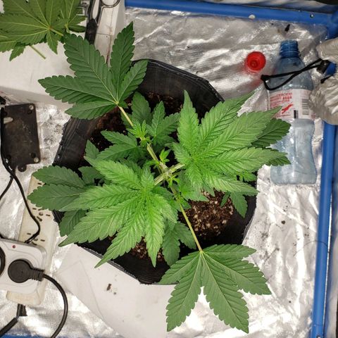 Tanjarina 60x60 growlog timeline photo