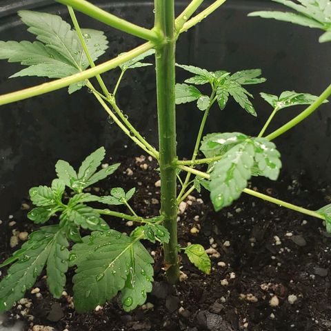 Tanjarina 60x60 growlog timeline photo