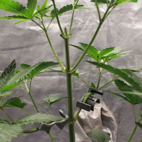 Tanjarina 60x60 growlog timeline photo