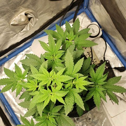 Tanjarina 60x60 growlog timeline photo