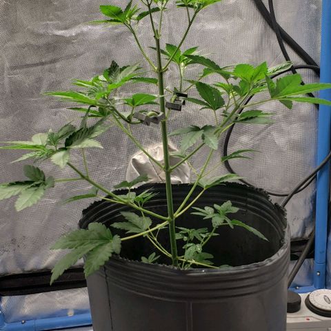Tanjarina 60x60 growlog timeline photo