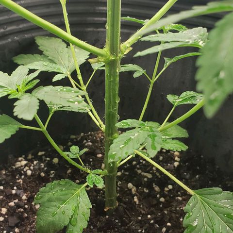 Tanjarina 60x60 growlog timeline photo