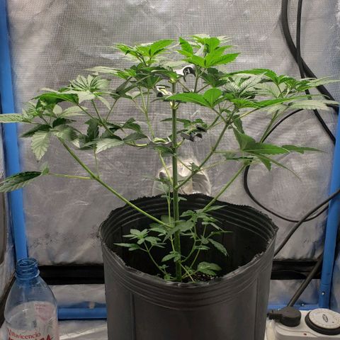 Tanjarina 60x60 growlog timeline photo