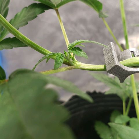 Tanjarina 60x60 growlog timeline photo