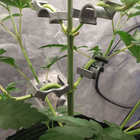 Tanjarina 60x60 growlog timeline photo