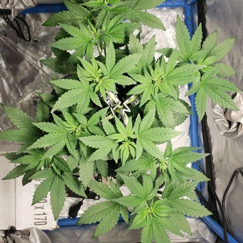 Tanjarina 60x60 growlog timeline photo