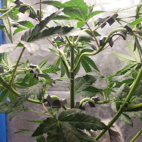 Tanjarina 60x60 growlog timeline photo