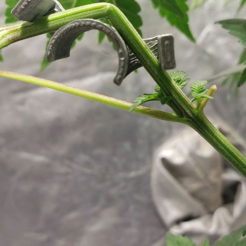 Tanjarina 60x60 growlog timeline photo