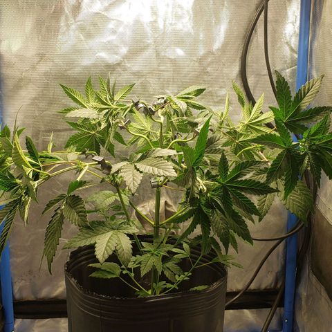 Tanjarina 60x60 growlog timeline photo