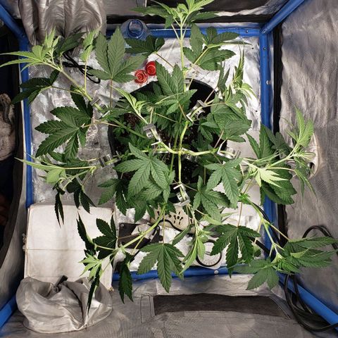 Tanjarina 60x60 growlog timeline photo