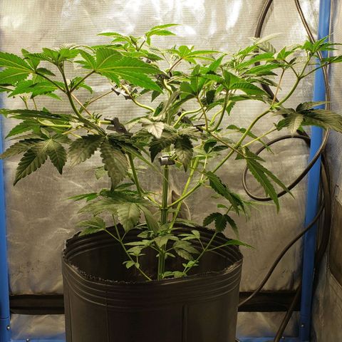 Tanjarina 60x60 growlog timeline photo